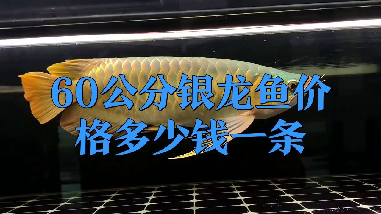 大銀龍魚的市場趨勢如何？【大銀龍魚價格多少錢一條愛寵先鋒60公分銀龍魚多少錢一條寵物生活家】