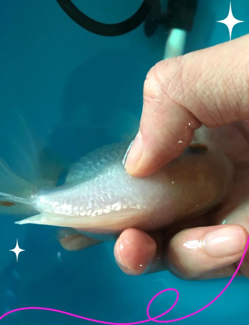 金魚大肚子炸鱗的早期癥狀有哪些？【金魚大肚子炸鱗是怎么回事怎么治療】