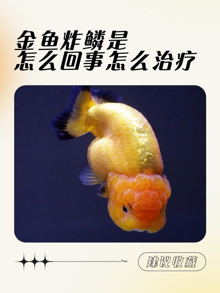 金魚大肚子炸鱗的早期癥狀有哪些？【金魚大肚子炸鱗是怎么回事怎么治療】