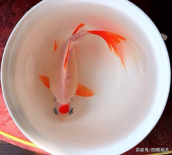 金魚大肚子炸鱗的早期癥狀有哪些？【金魚大肚子炸鱗是怎么回事怎么治療】