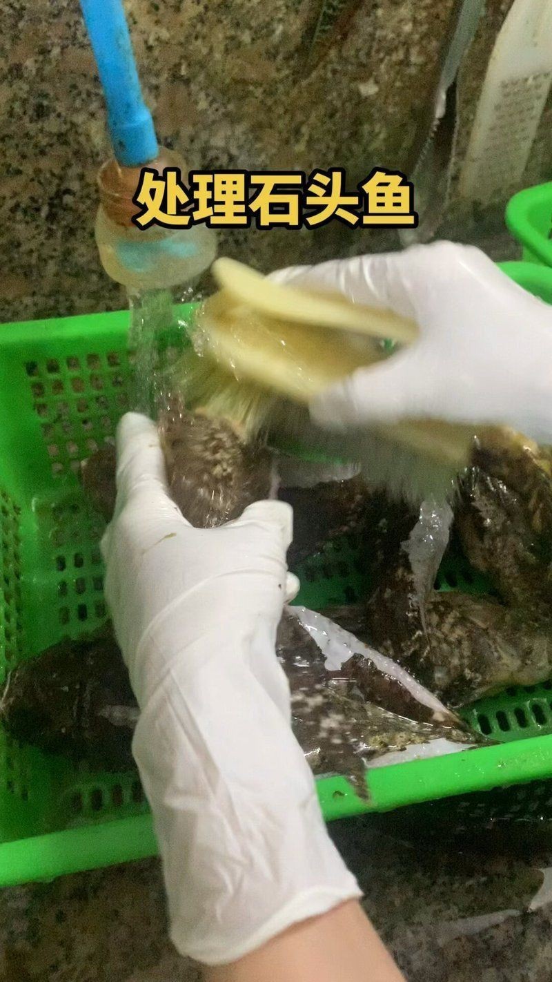 老虎魚別名【世界上最毒的魚】