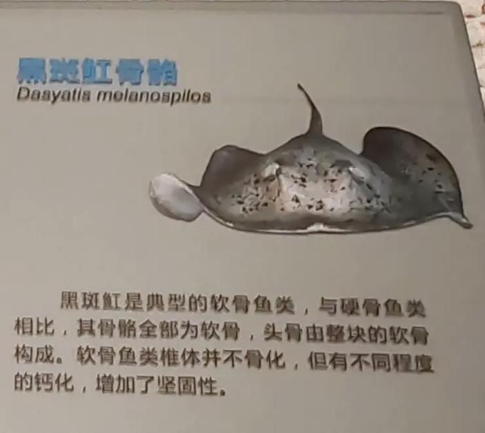 魟魚要生了圖片【《魟魚要生了：生命誕生前的獨特畫面》】