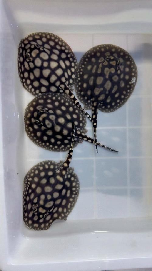 魟魚要生了圖片【《魟魚要生了：生命誕生前的獨特畫面》】