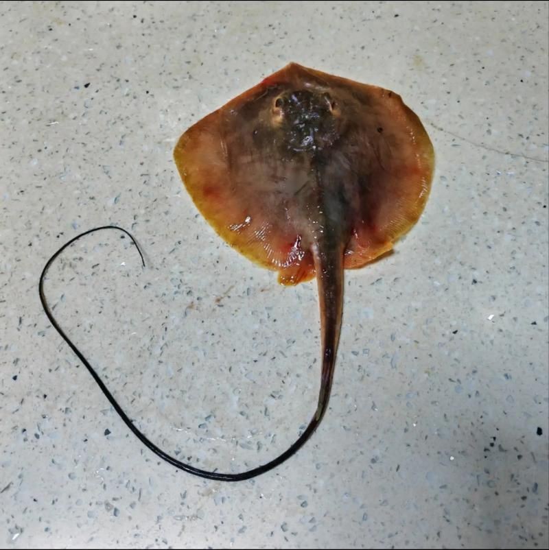 魟魚要生了圖片【《魟魚要生了：生命誕生前的獨特畫面》】