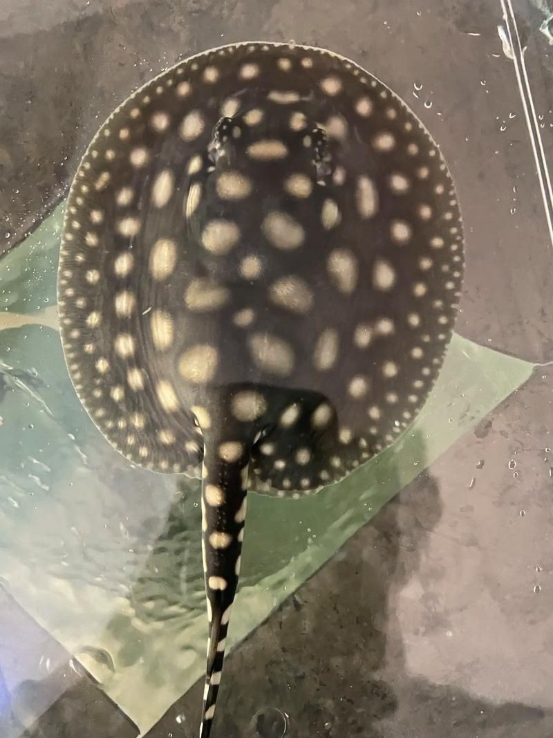 魟魚要生了圖片【《魟魚要生了：生命誕生前的獨特畫面》】
