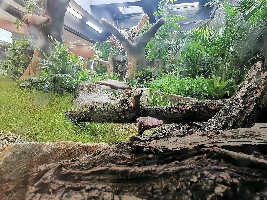 坤桑沉浸式飼養蟒蛇【《坤桑沉浸式飼養蟒蛇》講述了坤桑獨特的養蟒經歷】