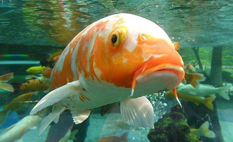 龍魚爛鰓蓋會自愈嗎？【如何判斷龍魚爛鰓蓋的損傷程度？】