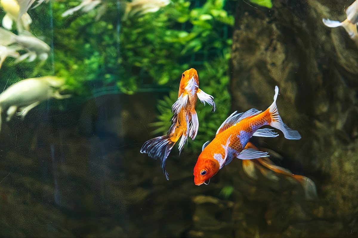 龍鳳錦鯉的壽命有多長(zhǎng)？【龍鳳錦鯉在什么環(huán)境下壽命最長(zhǎng)龍鳳錦鯉的壽命有多長(zhǎng)】 龍鳳錦鯉的壽命有多長(zhǎng)？【龍鳳錦鯉在什么環(huán)境下壽命最長(zhǎng)龍鳳錦鯉的壽命有多長(zhǎng)】 龍魚(yú)論壇 第2張