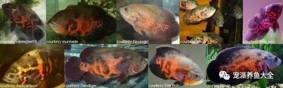 地圖魚哪個顏色最貴【地圖魚有哪些好看的品種上行魚有哪些好看的品種】