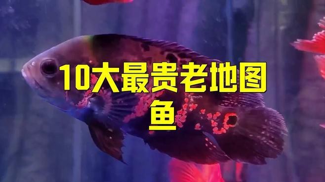 地圖魚哪個顏色最貴【地圖魚有哪些好看的品種上行魚有哪些好看的品種】