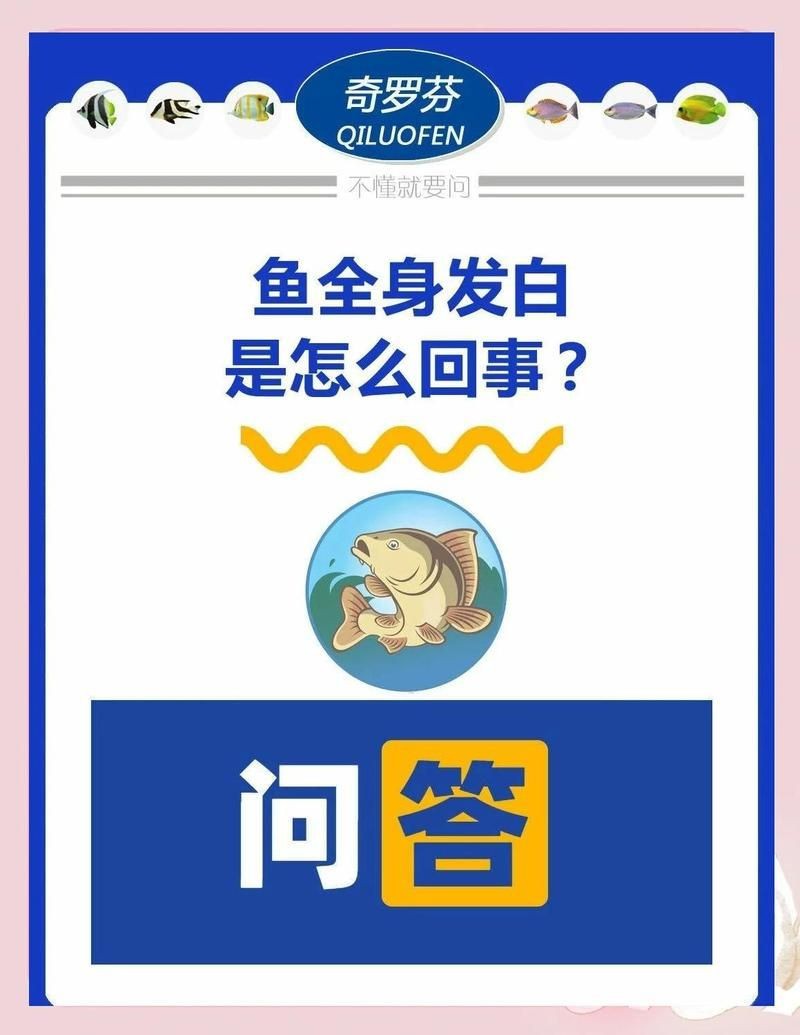 紅龍魚發白為什么【紅龍魚體色發白怎么辦】 紅龍魚發白為什么【紅龍魚體色發白怎么辦】 龍魚論壇 第2張