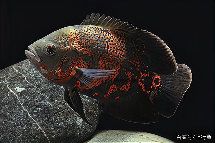 地圖魚有幾種品種【養(yǎng)魚大全，一條地圖魚要價500大洋】 地圖魚有幾種品種【養(yǎng)魚大全，一條地圖魚要價500大洋】 龍魚論壇 第1張