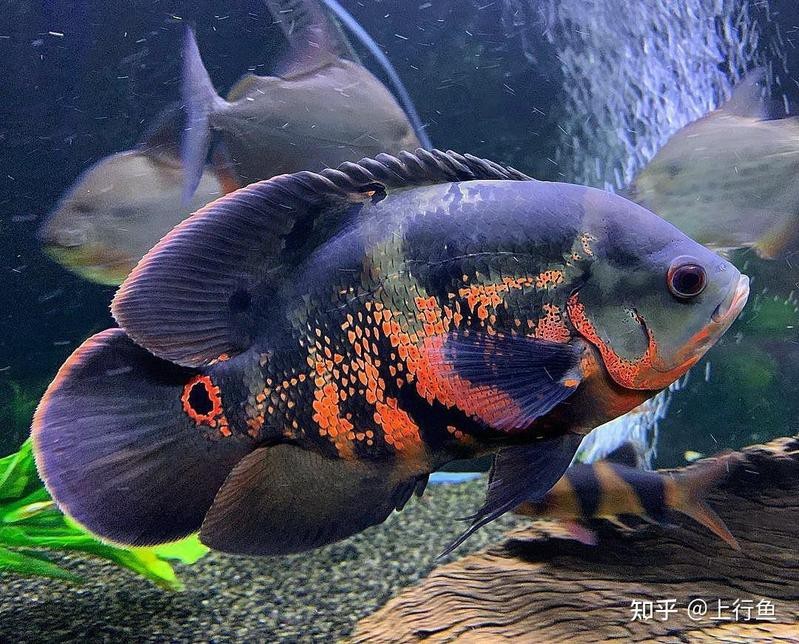 地圖魚有幾種品種【養(yǎng)魚大全，一條地圖魚要價500大洋】 地圖魚有幾種品種【養(yǎng)魚大全，一條地圖魚要價500大洋】 龍魚論壇 第2張