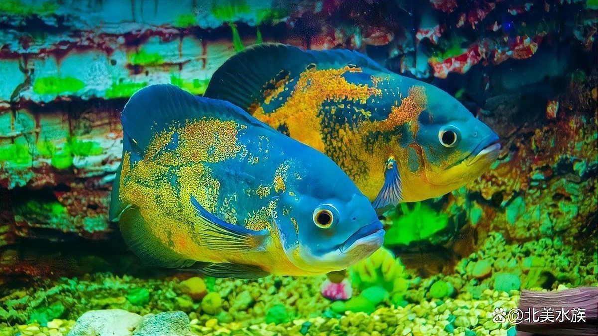 地圖魚有幾種品種【養(yǎng)魚大全，一條地圖魚要價500大洋】 地圖魚有幾種品種【養(yǎng)魚大全，一條地圖魚要價500大洋】 龍魚論壇 第10張