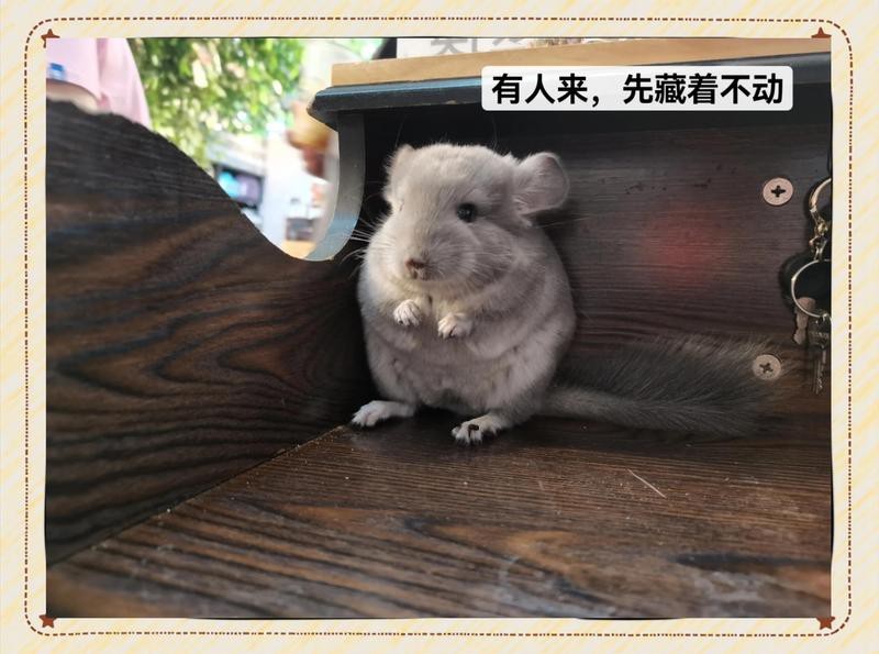 龍貓籠子材質(zhì)哪種最好？【如何給龍貓選籠子】