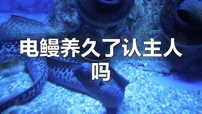 電鰻養久了認主人嗎【假如遇見電鰻該怎么辦如何才能不被他電自然大呼救】 電鰻養久了認主人嗎【假如遇見電鰻該怎么辦如何才能不被他電自然大呼救】 龍魚論壇 第2張