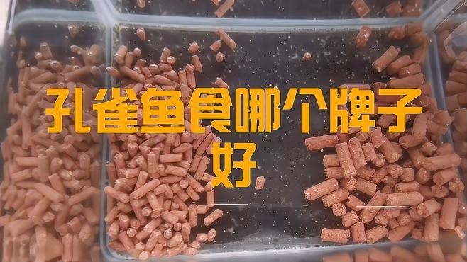 孔雀魚糧排名第一名【《孔雀魚糧排名第一名：卓越品質】 孔雀魚糧排名第一名【《孔雀魚糧排名第一名：卓越品質】 龍魚論壇 第1張