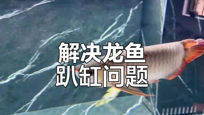 龍魚趴缸如何快速恢復【獸醫王克坤龍魚趴缸怎么解決正飛工坊龍魚趴缸怎么辦】
