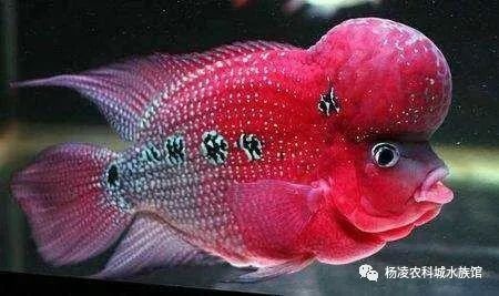 什么魚鎮(zhèn)宅辟邪【中國傳統(tǒng)文化傳統(tǒng)文化之鎮(zhèn)宅辟邪的風(fēng)水 什么魚鎮(zhèn)宅辟邪【中國傳統(tǒng)文化傳統(tǒng)文化之鎮(zhèn)宅辟邪的風(fēng)水\