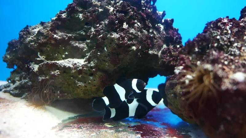 魚缸背景圖片100張【奇文趣圖,魚缸背景圖片千圖】