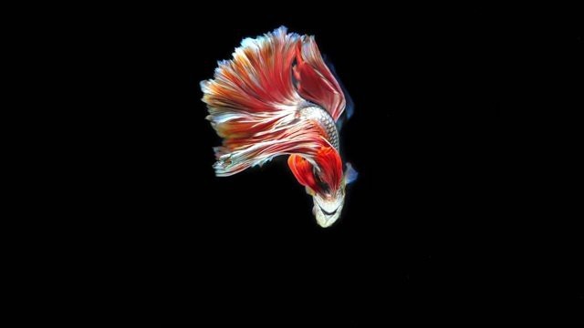 魚缸背景圖片100張【奇文趣圖,魚缸背景圖片千圖】