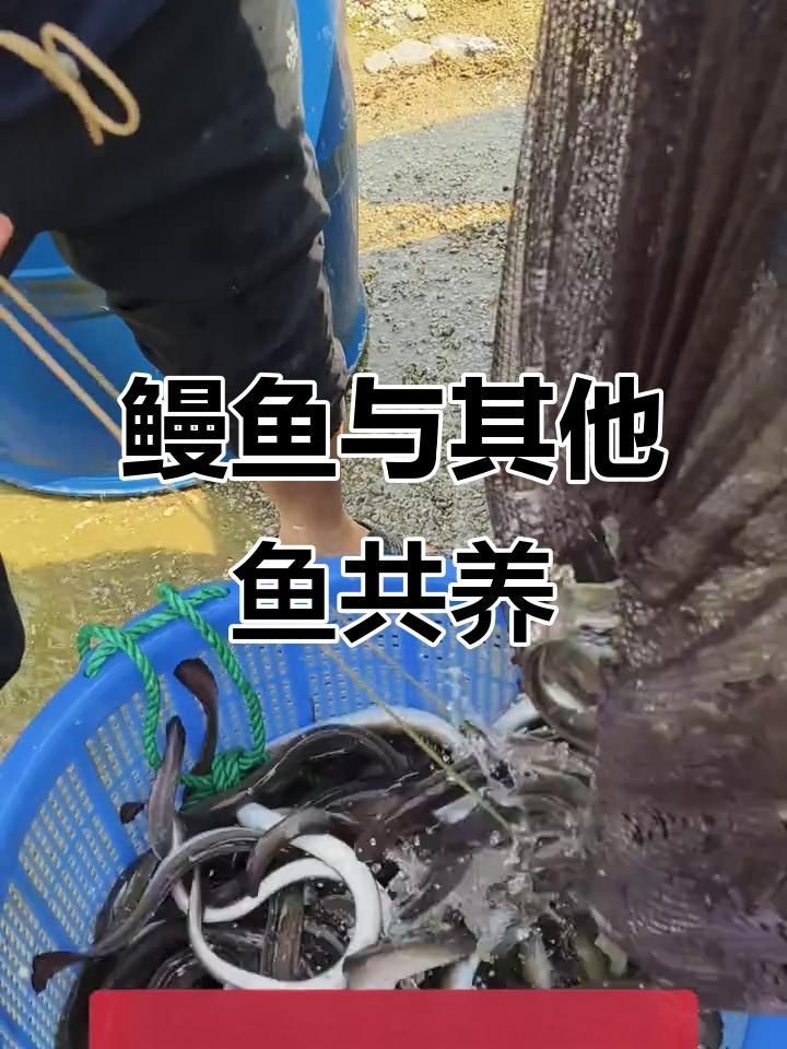 鰻魚和什么魚混養(yǎng)比較好【鰻魚與四大家魚混養(yǎng)技巧揭曉鰻魚可以和什么魚混養(yǎng)嗎】