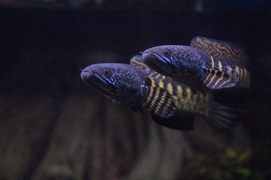雷龍魚最愛吃的三種食物【《雷龍魚最愛吃的三種食物》】