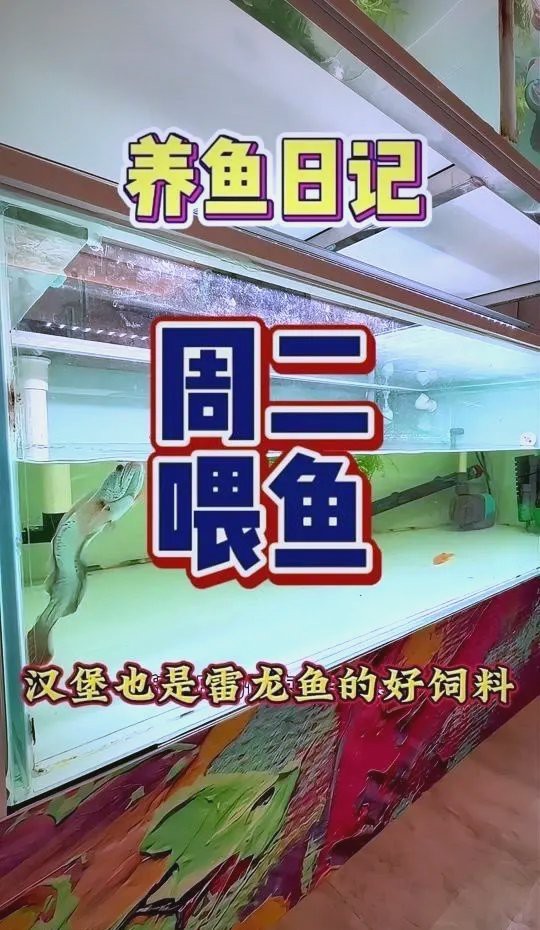 雷龍魚最愛吃的三種食物【《雷龍魚最愛吃的三種食物》】