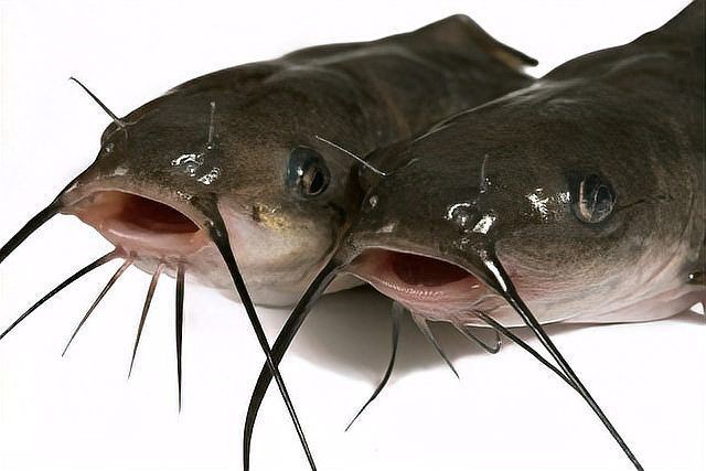 紅鲉魚是世界上最臟的魚嗎【紅鲉魚是世界上“最臟的魚”嗎？】