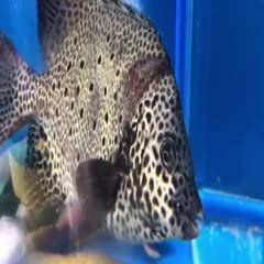 金鼓魚一斤的價格【2025年金鼓魚價格可能呈現以下趨勢及歷史數據】 龍魚百科 第3張 金鼓魚一斤的價格【2025年金鼓魚價格可能呈現以下趨勢及歷史數據】 金鼓魚一斤的價格【2025年金鼓魚價格可能呈現以下趨勢及歷史數據】 龍魚百科 第3張