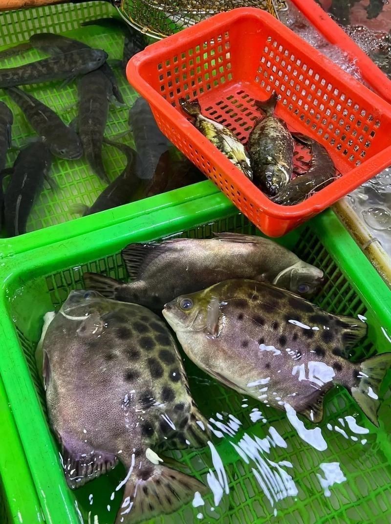 金鼓魚一斤的價格【2025年金鼓魚價格可能呈現以下趨勢及歷史數據】 龍魚百科 第1張 金鼓魚一斤的價格【2025年金鼓魚價格可能呈現以下趨勢及歷史數據】 金鼓魚一斤的價格【2025年金鼓魚價格可能呈現以下趨勢及歷史數據】 龍魚百科 第1張