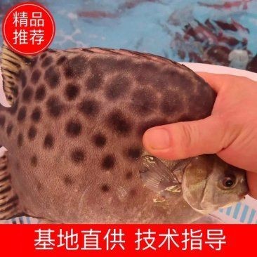 金鼓魚一斤的價格【2025年金鼓魚價格可能呈現以下趨勢及歷史數據】 龍魚百科 第4張 金鼓魚一斤的價格【2025年金鼓魚價格可能呈現以下趨勢及歷史數據】 金鼓魚一斤的價格【2025年金鼓魚價格可能呈現以下趨勢及歷史數據】 龍魚百科 第4張