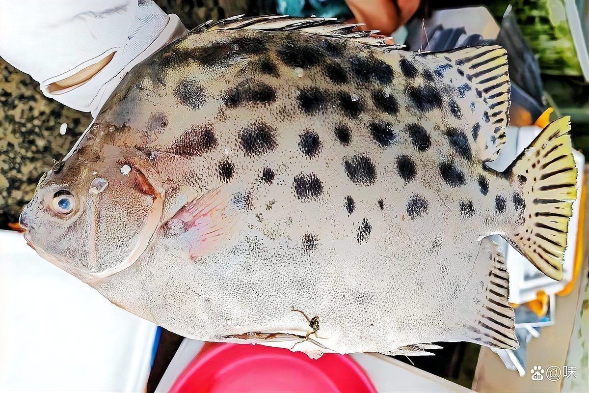 金鼓魚一斤的價格【2025年金鼓魚價格可能呈現以下趨勢及歷史數據】 龍魚百科 第8張 金鼓魚一斤的價格【2025年金鼓魚價格可能呈現以下趨勢及歷史數據】 金鼓魚一斤的價格【2025年金鼓魚價格可能呈現以下趨勢及歷史數據】 龍魚百科 第8張