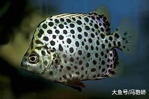 金鼓魚一斤的價格【2025年金鼓魚價格可能呈現以下趨勢及歷史數據】 龍魚百科 第9張 金鼓魚一斤的價格【2025年金鼓魚價格可能呈現以下趨勢及歷史數據】 金鼓魚一斤的價格【2025年金鼓魚價格可能呈現以下趨勢及歷史數據】 龍魚百科 第9張