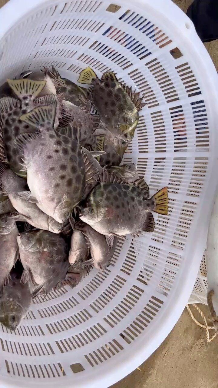 金鼓魚一斤的價格【2025年金鼓魚價格可能呈現以下趨勢及歷史數據】 龍魚百科 第15張 金鼓魚一斤的價格【2025年金鼓魚價格可能呈現以下趨勢及歷史數據】 金鼓魚一斤的價格【2025年金鼓魚價格可能呈現以下趨勢及歷史數據】 龍魚百科 第15張