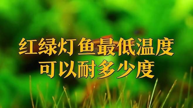 紅綠燈魚溫度多少合適【紅綠燈魚在28度水溫下的適應性】 紅綠燈魚溫度多少合適【紅綠燈魚在28度水溫下的適應性】 龍魚論壇 第7張