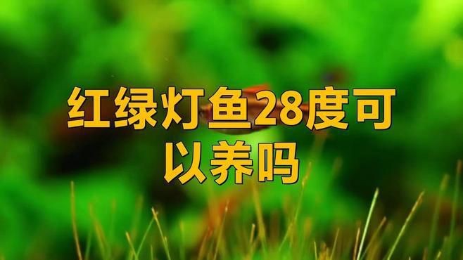 紅綠燈魚溫度多少合適【紅綠燈魚在28度水溫下的適應性】 紅綠燈魚溫度多少合適【紅綠燈魚在28度水溫下的適應性】 龍魚論壇 第9張