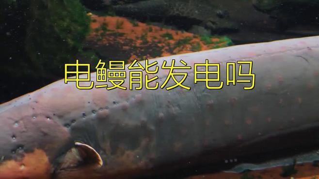 電鰻可以代替發(fā)電廠嗎【電鰻發(fā)電能否代替發(fā)電廠，】 電鰻可以代替發(fā)電廠嗎【電鰻發(fā)電能否代替發(fā)電廠，】 龍魚論壇 第1張