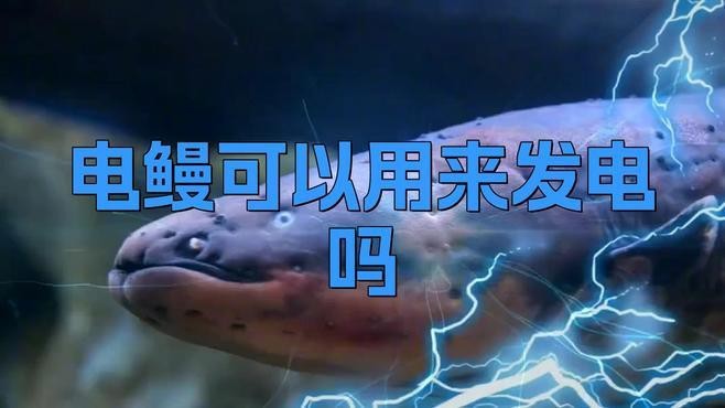 電鰻可以代替發(fā)電廠嗎【電鰻發(fā)電能否代替發(fā)電廠，】 電鰻可以代替發(fā)電廠嗎【電鰻發(fā)電能否代替發(fā)電廠，】 龍魚論壇 第2張