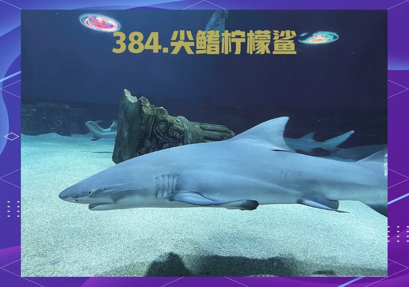 檸檬鯊多少錢一只【檸檬鯊一般多少錢】