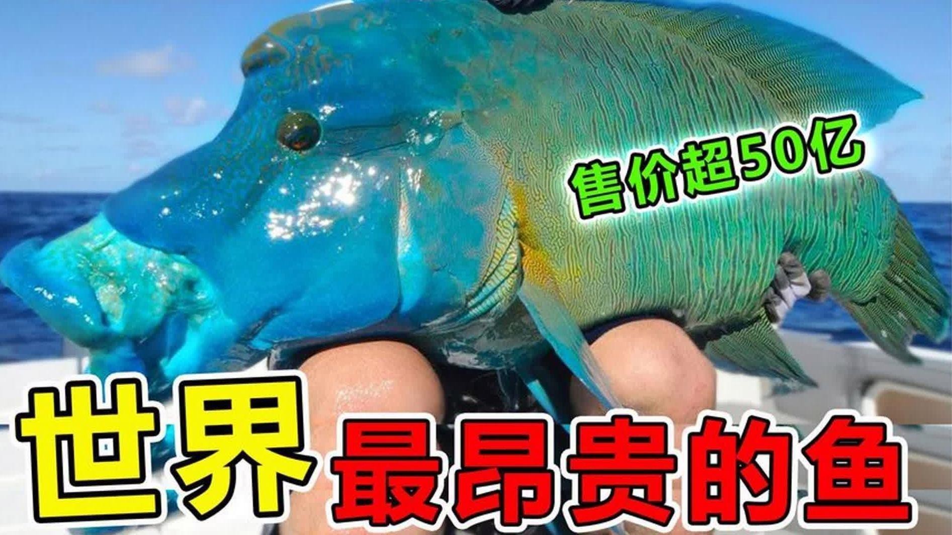 十大最貴10<strong><mark>大名</mark></strong>魚【世界上“最昂貴”的10種魚】
