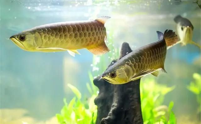 龍魚撞缸掉鱗最簡單恢復方法【龍魚撞缸掉鱗后怎么處理龍魚掉鱗片的處理方法與你分享】