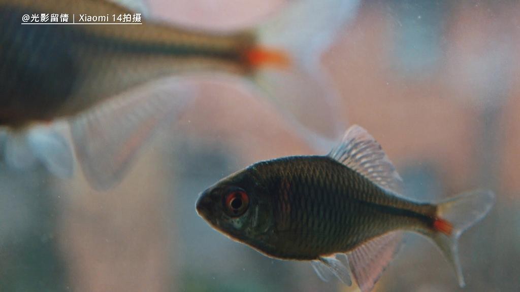 如何拍攝高質量的龍魚缸處理視頻？【拍攝高質量龍魚缸處理視頻需多方面精心籌備上要選用高清攝像機或手機】