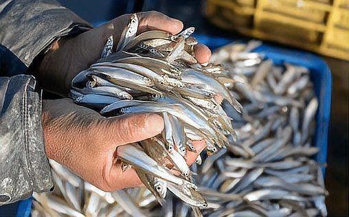 狗魚vs黑魚視頻【《狗魚與黑魚的較量視頻》**視頻】 狗魚vs黑魚視頻【《狗魚與黑魚的較量視頻》**視頻】 龍魚論壇 第7張