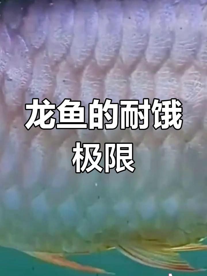 龍魚不吃食能堅持多久【龍魚不吃食能堅持幾個月不吃食會餓死嗎】