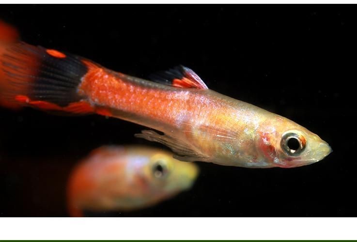 火焰孔雀魚長啥樣【十大最漂亮的孔雀魚，內(nèi)向李恬靜的阿森,】 火焰孔雀魚長啥樣【十大最漂亮的孔雀魚，內(nèi)向李恬靜的阿森,】 龍魚論壇 第6張