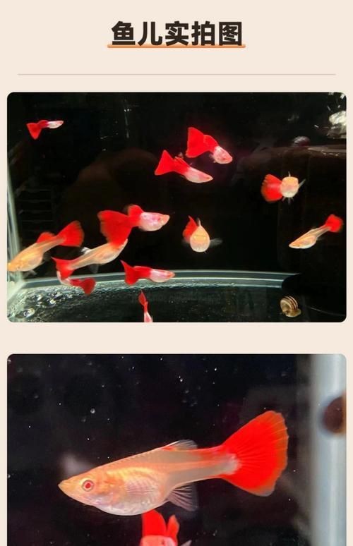 火焰孔雀魚長啥樣【十大最漂亮的孔雀魚，內(nèi)向李恬靜的阿森,】 火焰孔雀魚長啥樣【十大最漂亮的孔雀魚，內(nèi)向李恬靜的阿森,】 龍魚論壇 第4張