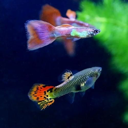 火焰孔雀魚長啥樣【十大最漂亮的孔雀魚，內(nèi)向李恬靜的阿森,】 火焰孔雀魚長啥樣【十大最漂亮的孔雀魚，內(nèi)向李恬靜的阿森,】 龍魚論壇 第7張