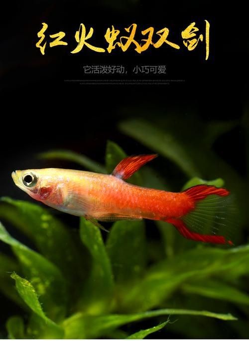 火焰孔雀魚長啥樣【十大最漂亮的孔雀魚，內(nèi)向李恬靜的阿森,】 火焰孔雀魚長啥樣【十大最漂亮的孔雀魚，內(nèi)向李恬靜的阿森,】 龍魚論壇 第13張
