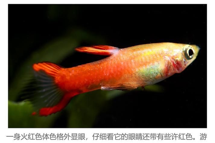 火焰孔雀魚長啥樣【十大最漂亮的孔雀魚，內(nèi)向李恬靜的阿森,】 火焰孔雀魚長啥樣【十大最漂亮的孔雀魚，內(nèi)向李恬靜的阿森,】 龍魚論壇 第18張